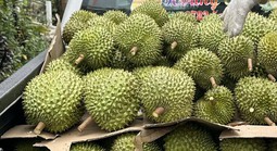 Giá sầu riêng đầu năm cao ngất ngưởng