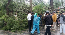 VIDEO: Cây cổ thụ đối diện đền Quán Thánh bất ngờ bật gốc, đổ xuống đường Thanh Niên