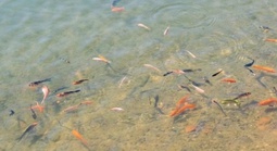 Thả 5.000 cá koi, cá lăng vào "trái tim" Măng Đen