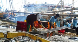 Lâm Đồng kiểm soát chặt 100% tàu cá ra vào cảng