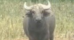 Xuất hiện con trâu hung dữ, húc 2 người bị thương