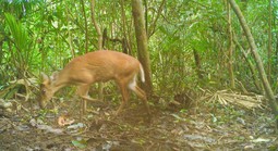 Phát hiện bất ngờ về các loài động vật quý hiếm ở Mỹ Sơn – Đà Nẵng