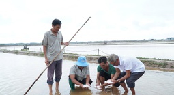 CLIP: Mưa trái mùa gây ngập và thiệt hại hơn 9.000 tấn muối ở Cà Mau