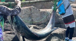 Cận cảnh cá thu khổng lồ câu được tại bán đảo Sơn Trà