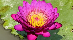 Bất ngờ mô hình trồng hoa súng kiểng trong vườn sầu riêng, tăng thu nhập kép ở Cần Thơ