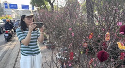 Hoa đào Tết bắt đầu tràn về TPHCM, người mua bất ngờ khi hỏi giá