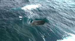 Con sóng "điên rồ" đến mức vô lý ở Tây Úc