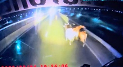 Đàn bò rơi khỏi xe tải trên tuyến cao tốc Vĩnh Hảo – Phan Thiết, giao thông rối loạn trong đêm