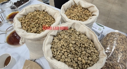 Giá cà phê hôm nay 6-2: Robusta tăng, xuất khẩu bùng nổ gần 1,1 tỉ USD/tháng