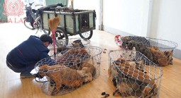 Băng trộm 5.200 con chó, thu lợi bất chính 2,6 tỉ đồng bị công an triệt phá