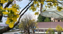 Rực rỡ phố mai vàng ở giao lộ sầm uất nhất nhì xứ Huế