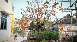 Cây hồng cổ 100 năm tuổi được trả giá 500 triệu đồng