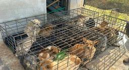 Vụ trộm 5.200 con chó, thu lợi bất chính 2,6 tỉ đồng: Công an phát thông báo mới