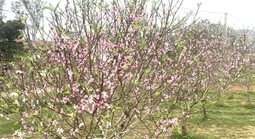 VIDEO: Đào nở bung trước Tết Nguyên đán, nhiều chủ vườn “trắng tay”