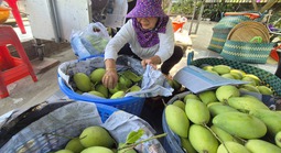 Xoài Tết quá mắc, người bán thấy giá cũng "sợ"