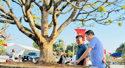 Ngắm cây mai được trả giá hơn 1 tỉ đồng, chủ nhân chưa muốn bán