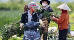 Hoa Lâm Đồng khoe sắc, rộn ràng