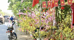 Khai mạc Đường hoa Mai vàng Bình Lợi