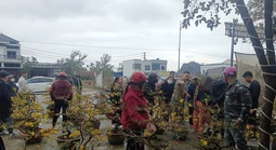 VIDEO: Nhiều người đến mua sau khi hay tin người từ Gia Lai ra Nghệ An bán mai Tết “bị lừa”