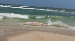 Xác cá voi "khủng" dạt vào bờ biển Quảng Trị