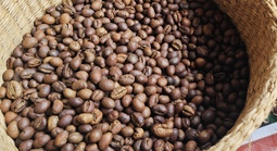 Giá cà phê hôm nay 1-3: Giữ giá tốt, là nhà cung cấp số 2 cho Hàn Quốc