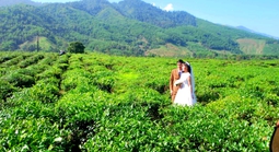 Hương chè Quyết Thắng vùng cao