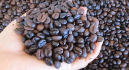 Giá cà phê hôm nay 10-3: Biến động trái chiều và xu hướng sắp tới