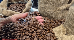 Giá cà phê hôm nay 11-3: Đồng loạt giảm giá, Indonesia sắp bước vào thu hoạch