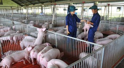 Giá heo hơi hôm nay, 11-3: Tiếp tục giảm mạnh tại các vùng miền