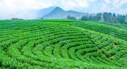 Những mùa hương trên vai núi