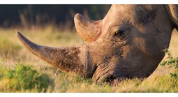 Nam Phi bắt ông Chu Đăng Khoa trong vụ án sừng tê giác