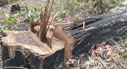 Gia Lai chỉ đạo xử lý nghiêm vụ phá rừng vùng biên giới