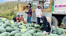 Giá dưa hấu còn 1.000 đồng/kg, nhiều hộ trồng lỗ hàng trăm triệu đồng
