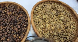 Giá cà phê hôm nay 16-3: Có bật tăng trở lại?
