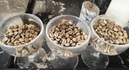 Nghịch lý: Nước không trồng cây cà phê nào lại có nhiều thương hiệu cà phê mạnh toàn cầu