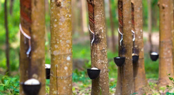 Bất chấp chiến sự Trung Đông, một cổ phiếu tăng trần 18 phiên liên tục