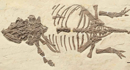 25 năm tìm chân tướng “quái thú Liêu Ninh”