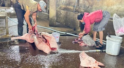 Quảng Trị phạt lò mổ gần 250 triệu đồng vì xả thải vượt chuẩn gấp 40 lần