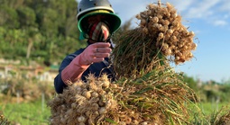 Nông dân Lý Sơn khóc ròng vì "vàng trắng" mất giá