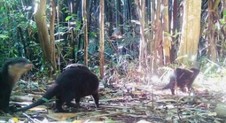 Phát hiện rái cá và chim hồng hoàng quý hiếm