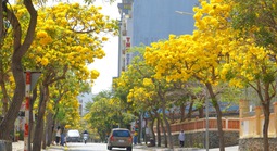 Hoa phong linh "nhuộm vàng" Vũng Tàu, du khách rộn ràng check-in