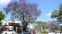 CLIP: Phượng tím vào mùa, Đà Lạt mộng mơ