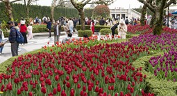 Tháng 3, Bà Nà chào đón người dân miền Trung - Tây Nguyên du xuân, thưởng ngoạn lễ hội hoa Tulip