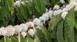 Hương cà phê trong tôi