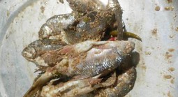 Thuốc hiếm và bài toán điều phối quốc gia