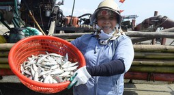 Ngư dân Thanh Hóa kiếm tiền triệu mỗi ngày mùa cá trích