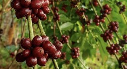 Vàng đen nơi quê ngoại