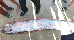 Cá Mái chèo dài gần 4 m dạt vào bờ biển ở Lâm Đồng, người hiếu kỳ vây quanh