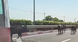 Đàn bò "đi lạc" vào cao tốc TPHCM- Long Thành- Dầu Giây