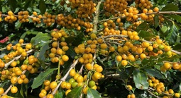 Cà phê Cầu Đất: Sự kết tinh từ đất lành